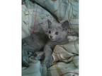 We Have Beautiful Russian Blue With Blue Eyed Kittens TEXT 408x384x8039 Girls And Boys Available They Are Very Healthy Super Cuddly Playful With Great