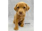 Adopt Banks a Labrador Retriever, Hound