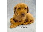 Adopt Parker a Labrador Retriever, Hound