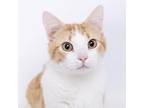 Domestic Shorthair For Adoption In Franklin, Tennessee