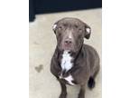 Bumble Bee, American Pit Bull Terrier For Adoption In Cedar Hill, Texas