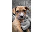 Adopt Gus a Pit Bull Terrier, Labrador Retriever