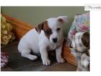 Jack Russell Terrier Puppy for sale in Springfield, MO, USA