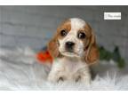 Beaglier Puppy for sale in Springfield, MO, USA