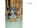 Yorkshire Terrier Puppy for sale in Unknown, , USA