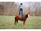 Beginner & Family Friendly, Super Safe Sorrel Quarter Horse Mare, Ranch, Rope