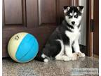 Siberian Husky puppies for sale Text call ()
