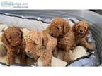 Very cute boys and girls Toy poodle puppies for sale