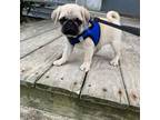 Pug Puppy for sale in Dudley, MA, USA