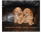 Cavapoo PUPPY FOR SALE ADN-575829 - Friendly Cavapoo puppy