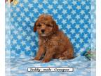 Cavapoo PUPPY FOR SALE ADN-575830 - Friendly Cavapoo puppy