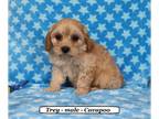 Cavapoo PUPPY FOR SALE ADN-575831 - Friendly Cavapoo puppy
