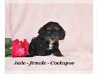 Cockapoo PUPPY FOR SALE ADN-575835 - Sweet Cavapoo puppy