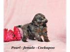 Cockapoo PUPPY FOR SALE ADN-575837 - Sweet Cavapoo puppy