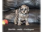 Cockapoo PUPPY FOR SALE ADN-575851 - Friendly Cavapoo puppy