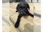 Labradoodle PUPPY FOR SALE ADN-575579 - F1 Green