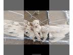 Goldendoodle PUPPY FOR SALE ADN-575551 - Golden doodle puppies