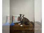 Boston Terrier PUPPY FOR SALE ADN-575373 - Boston male