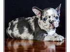 French Bulldog PUPPY FOR SALE ADN-575759 - Handsome French bulldog merle Joe