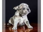 French Bulldog PUPPY FOR SALE ADN-575760 - Handsome French bulldog merle Oliver