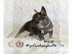 French Bulldog PUPPY FOR SALE ADN-575613 - NICO FROM IPFANTASYBULLS
