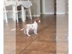 Cavalier King Charles Spaniel PUPPY FOR SALE ADN-575616 - Ready to go