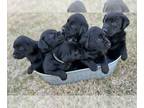 Labrador Retriever PUPPY FOR SALE ADN-575803 - AKC Registered Black lab Puppies
