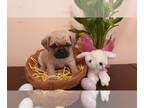 Pug PUPPY FOR SALE ADN-575451 - Noble Pug Puppy