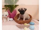 Pug PUPPY FOR SALE ADN-575482 - Promise Pug Puppy