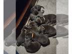 Labrador Retriever PUPPY FOR SALE ADN-575193 - 10 Chocolate Lab Puppies