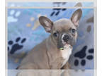 French Bulldog PUPPY FOR SALE ADN-575344 - Tinker