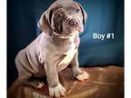 American Bully PUPPY FOR SALE ADN-575369 - American Bully Puppies