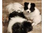 Pomeranian PUPPY FOR SALE ADN-575771 - Black and white Pomeranians