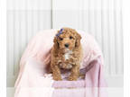 Poodle (Toy) PUPPY FOR SALE ADN-575624 - Adorable Toy Poodle Puppies Ready to go