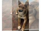 Shiba Inu PUPPY FOR SALE ADN-575434 - Shiba Inu pup for sale
