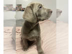 Labrador Retriever PUPPY FOR SALE ADN-575878 - Silver Labs