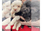 Shih-Poo DOG FOR ADOPTION ADN-575903 - Sweet puppy