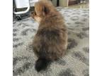 Pomeranian Puppy for sale in Shipshewana, IN, USA