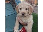 Benson