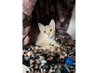 Adopt Hummer A Domestic Shorthair / Mixed (short Coat) Cat In Grand Forks