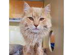 Adopt Bagel A Tan Or Fawn Tabby Domestic Longhair / Mixed Cat In Rifle