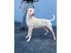 Adopt Chatter a Tan/Yellow/Fawn Bull Terrier / Mixed dog in Newport