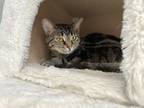Adopt G.G - Kitchener a Brown or Chocolate Domestic Shorthair / Domestic
