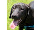 Adopt Willy a Black - with White Hound (Unknown Type) / Retriever (Unknown Type)