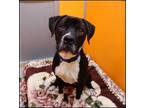Adopt Moose a Black American Pit Bull Terrier / Mixed dog in Rochester