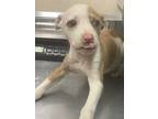 Adopt Peanut a Pit Bull Terrier / Mixed dog in Birmingham, AL (37657149)