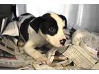 Adopt Diesel a American Pit Bull Terrier / Mixed dog in Birmingham