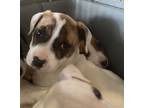 Adopt Winston a Labrador Retriever / Mixed dog in Birmingham, AL (37657145)