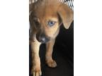 Adopt Rebecca a Shepherd (Unknown Type) / Mixed dog in Birmingham, AL (37657143)