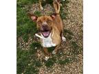 Adopt Kate a Boxer / Labrador Retriever / Mixed dog in Jasper, AL (37649208)